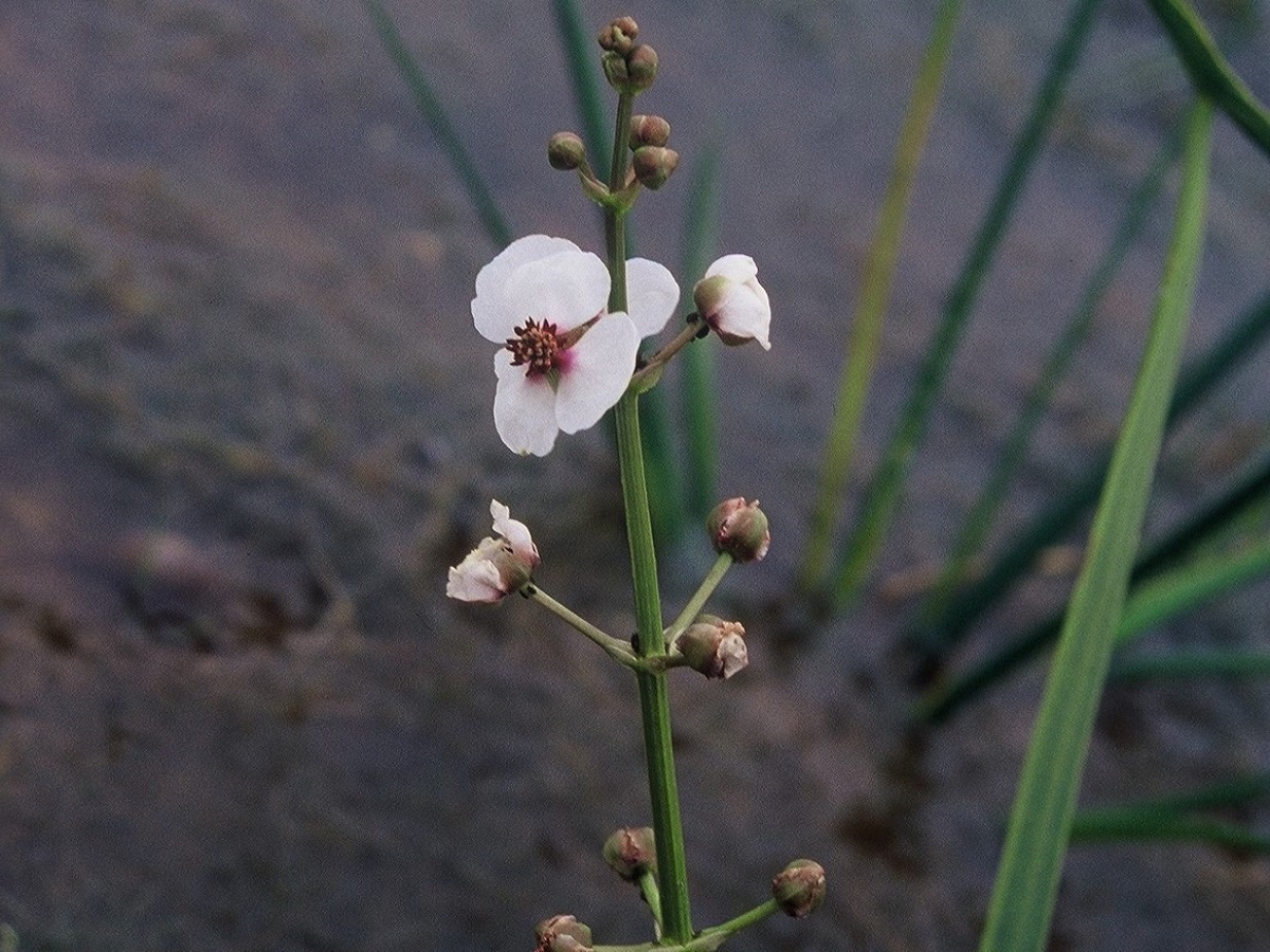 Sagittaria sagittifolia (Alismataceae)